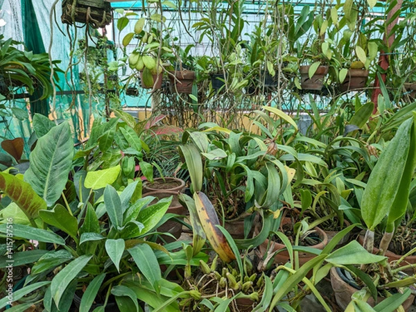 Fototapeta Tropical greenhouse with lush green potted plants. collection of tropical plants and orchids in pot.