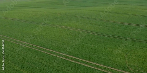 Fototapeta Aerial photo of large green agricultural field with tractor tracks. Perfect for backgrounds, farming concepts, sustainability and agrotech themes.