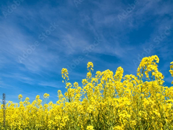 Obraz Rapeseed field