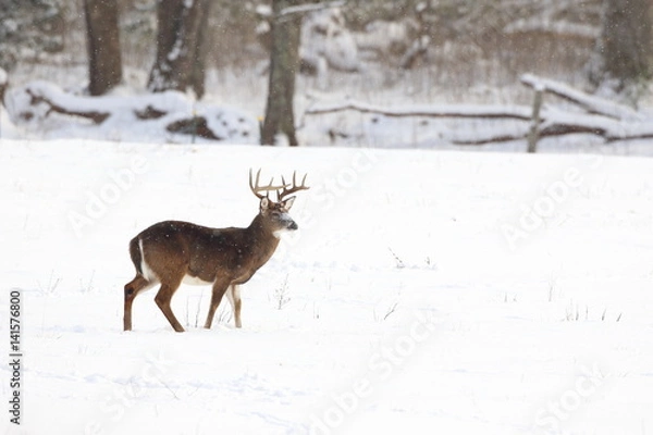 Obraz Whitetail zimą