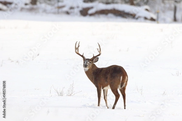 Obraz Winter Whitetail