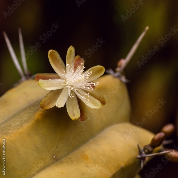 Obraz cactus blooms 