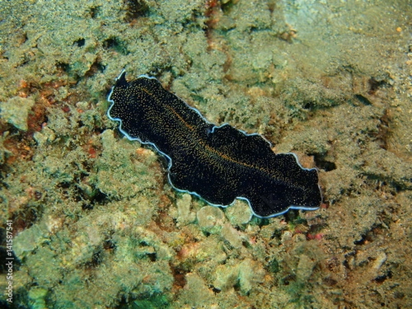 Fototapeta Flatworm