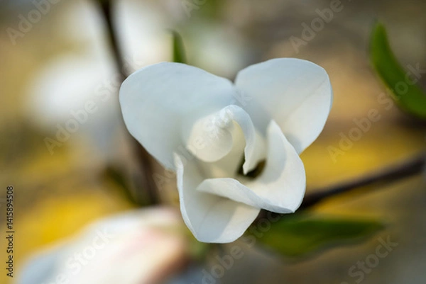 Obraz White magnolia flower close up