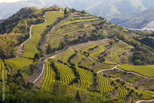 Fototapeta 新緑の茶畑