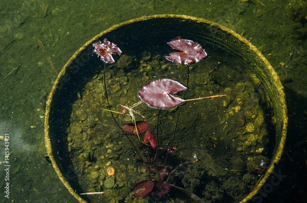 Fototapeta Floating Leaves