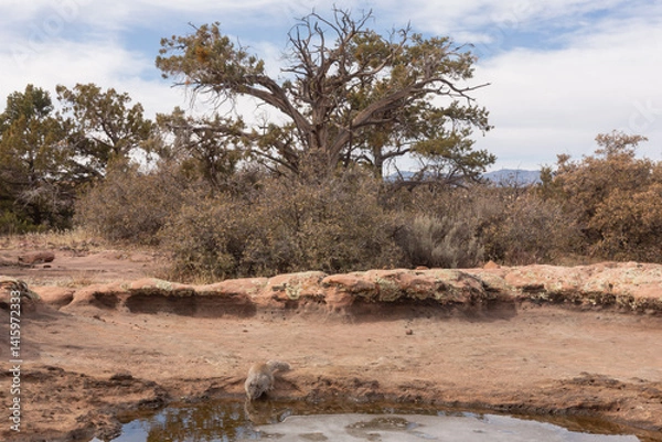 Fototapeta A ground squirrel drinks from the edge of a partly frozen ephemeral pool on a winter day in the mountains of Southern Utah USA. Juniper trees and desert bushes grow behind the surface rock. 
