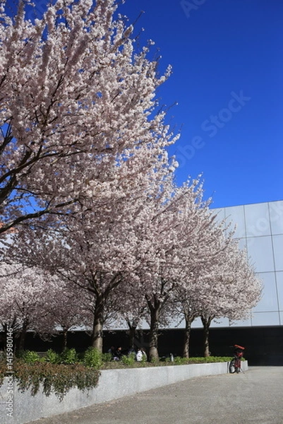 Fototapeta cherry blossom in spring