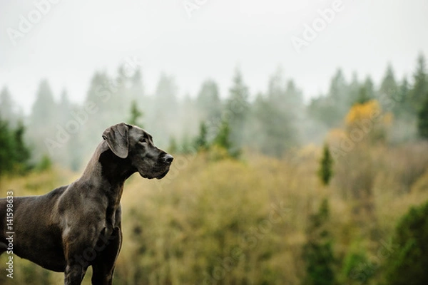 Fototapeta Great Dane dog standing by foggy forest