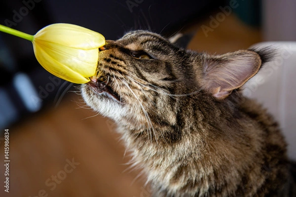 Obraz Playful Maine Coon Cat Biting a Yellow Tulip from Bouquet	