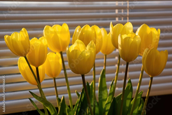 Obraz Golden Sunset Glow: Yellow Tulips in a Vase Against Blinds