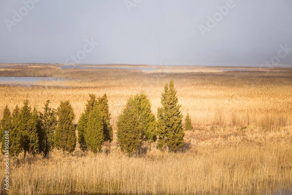 Fototapeta A beautiful early spring landscape with juniper trees at the lake