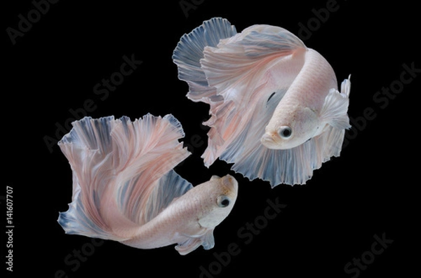 Fototapeta Betta fish,Siamese fighting fish in movement isolated on black background.