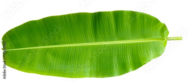 Obraz Fresh Banana Leaf Isolated with clipping path