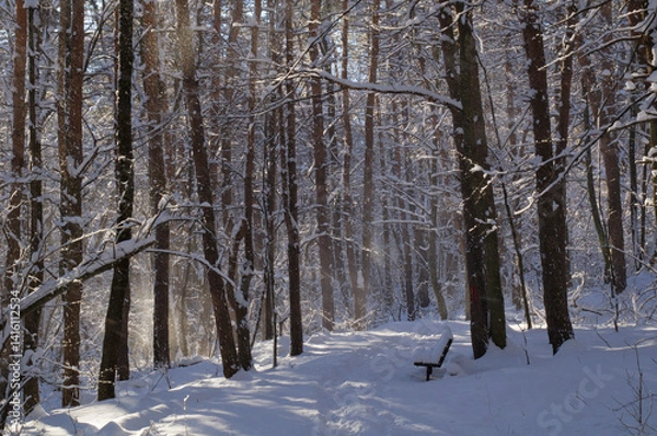 Fototapeta A narrow path through a snow-covered park at sunset on a winter evening, with the sunlight casting shadows of the trees on the white snow