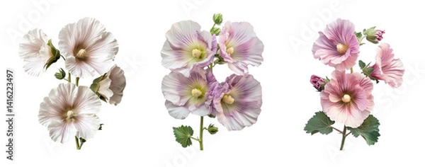 Fototapeta Clusters of hollyhock flowers close up, transparent background