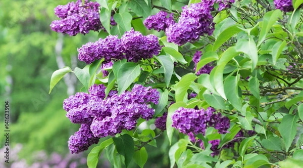 Obraz Kwitnący krzew Syringa vulgaris