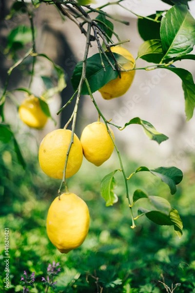 Obraz 庭の木になったレモン