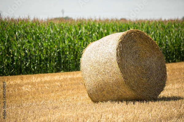 Fototapeta hay
