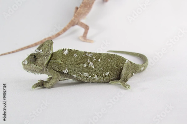 Obraz Chamaleo calptratus, veiled chameleon