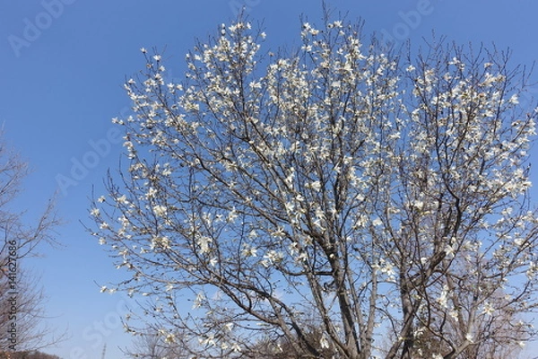 Fototapeta コブシの花