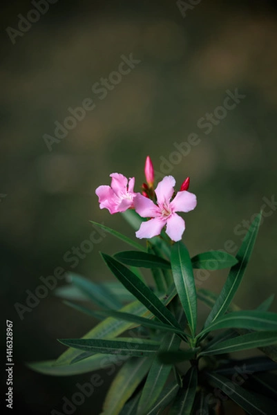 Obraz pink flower on black background