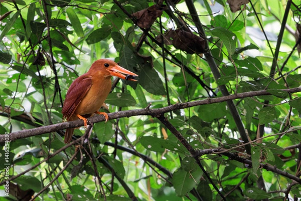 Fototapeta Ruddy kingfisher, Halcyon coromanda, perching on tree branch in nature, bright red bill and equally red legs, rust red body, generally deepening to purple at tail, worm prey in bird mount, habitat