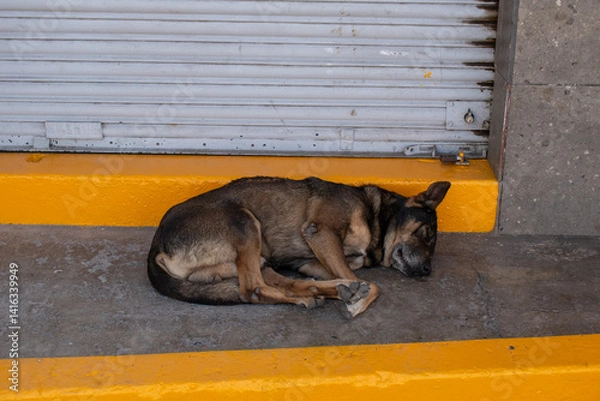 Fototapeta Brown and black stray dog peacefully sleeping near a shuttered storefront on a quiet street in Chapala, Jalisco