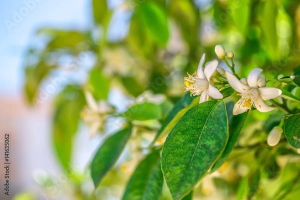 Obraz Flowers of an orange tree on a branch against the sky