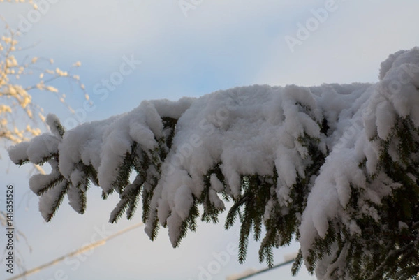 Obraz snow covered tree