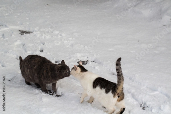 Obraz dogs playing in snow