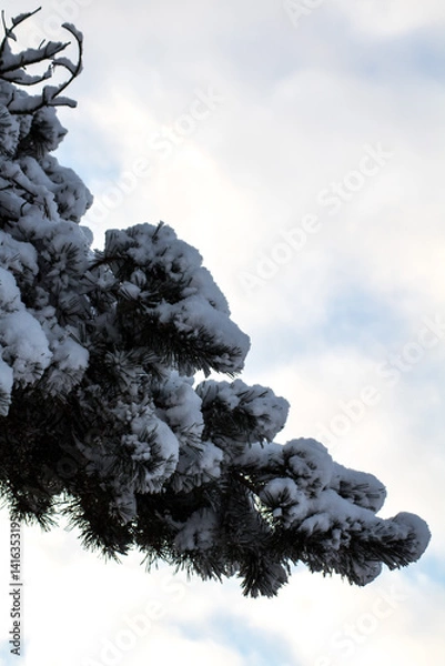 Obraz tree on the rocks