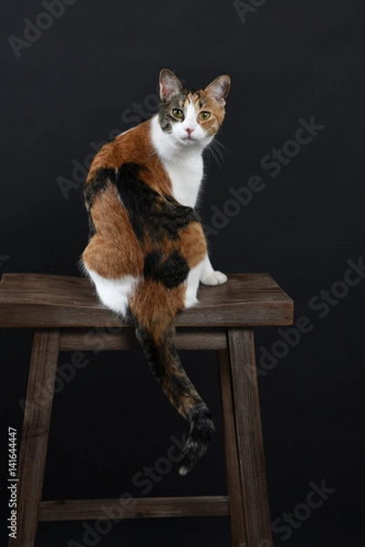 Obraz Calico cat sitting on a bar stool