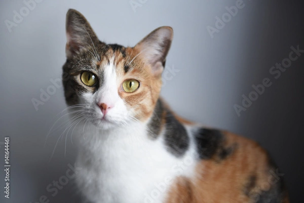 Obraz Close up of a calico cat