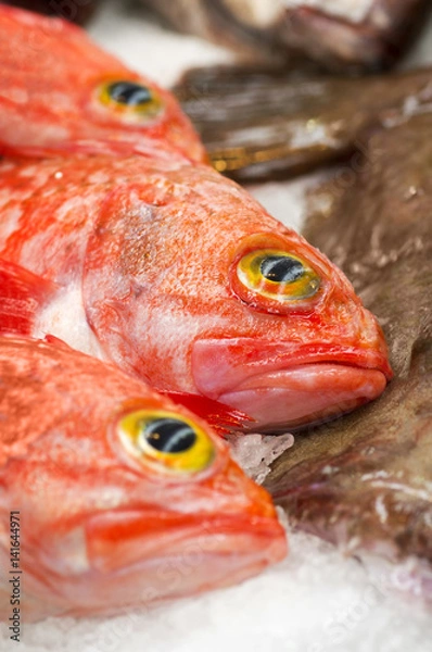 Obraz beryx alfonsin  fish in public merkat