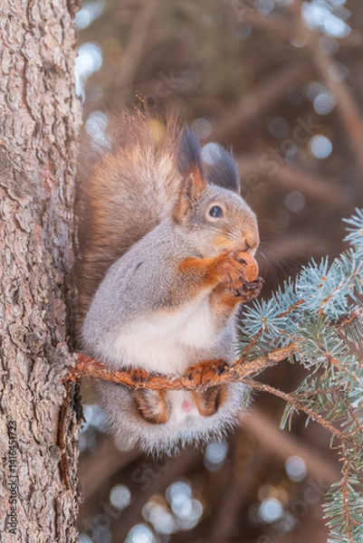 Fototapeta The squirrel with nut sits on tree in the winter or late autumn