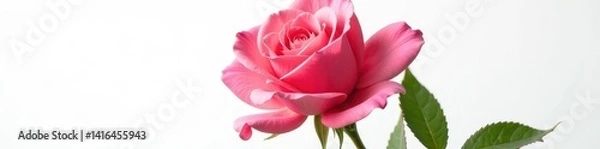 Fototapeta Stunning fresh rose, pure white backdrop, precise clipping path, texture, macro, single