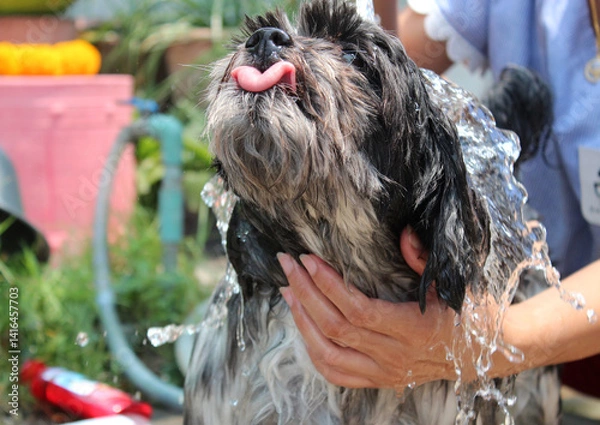 Obraz Long-haired dog takes a bath to cool down.	
