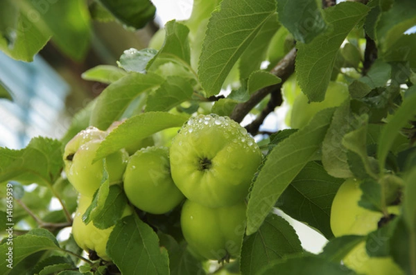 Fototapeta Fresh green apples with dew on a tree branch
