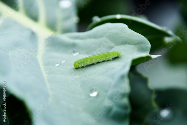 Obraz 葉を食べるモンシロチョウの幼虫