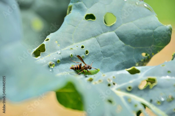Obraz 幼虫を捕獲するアシナガバチ
