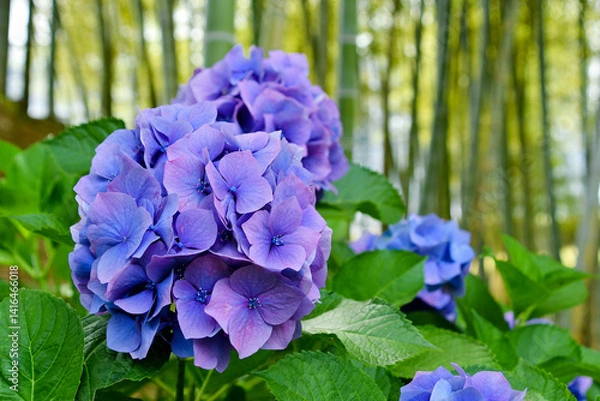 Obraz 竹林とアジサイ