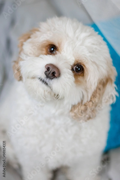 Fototapeta Fluffy white Cockapoo dog looking up at camera with his head tilted.