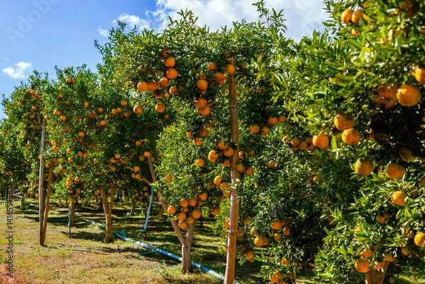 Obraz Orange trees or citrus sinensis covered with oranges. Tangerine tree or Citrus tangerina completely covered with ripe fruits. Ripe oranges hang on branch at tangerine garden. Great harvest in orchard.