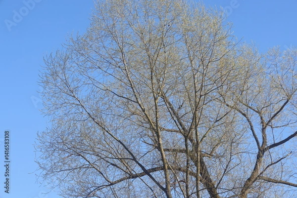 Obraz spring tree against blue sky, bare branches and thick trunk, 2