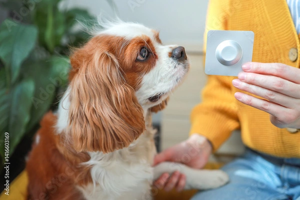Fototapeta Insectoacaricidal drug. Dog and chewable tablet from fleas and ticks for dogs. Concept: pet care, veterinarian