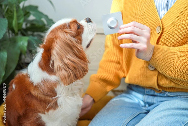 Fototapeta Veterinary medicine, Insectoacaricidal drug. Cavalier King Charles Spaniel dog and blister with a pill from fleas and ticks for dogs. Concept: pet care, veterinarian