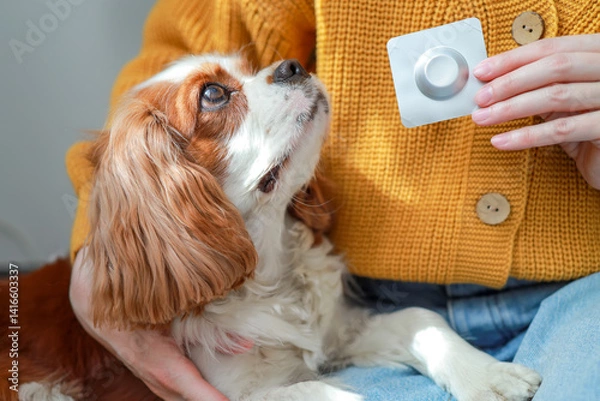 Fototapeta Close-up of a dog and a woman giving a veterinary drug. Treatment of dogs from fleas and ticks. Blister with a pill. Cavalier King Charles Spaniel