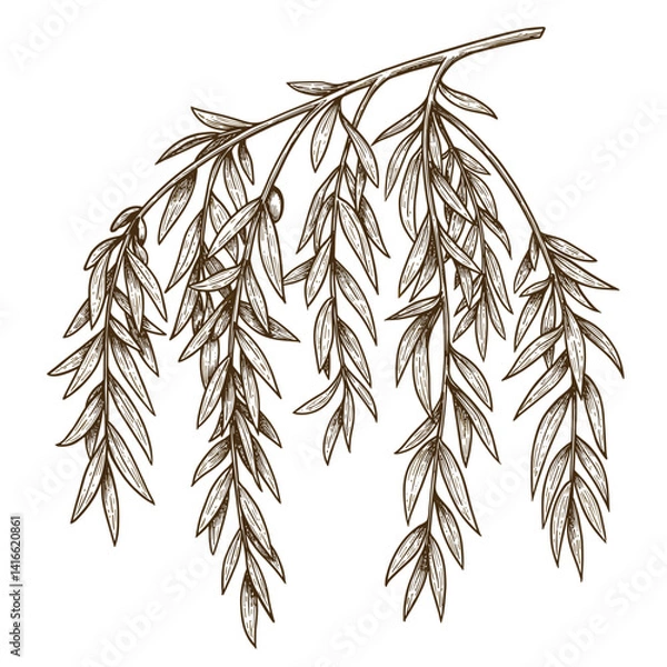 Fototapeta Detailed illustration of willow branches with leaves  