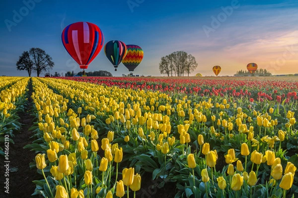 Obraz Hot air balloons hovering over tulips